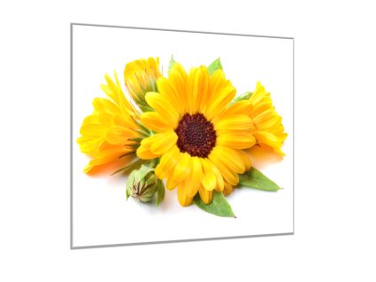 Obraz skleněný čtvercový květ měsíček lékařský (Rozměry-čtverec 90 x 90 cm)