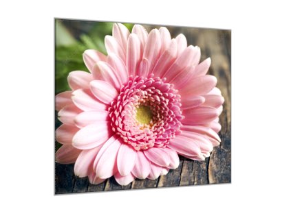 Obraz skleněný čtvercový květ růžové gerbery na dřevě (Rozměry-čtverec 90 x 90 cm)
