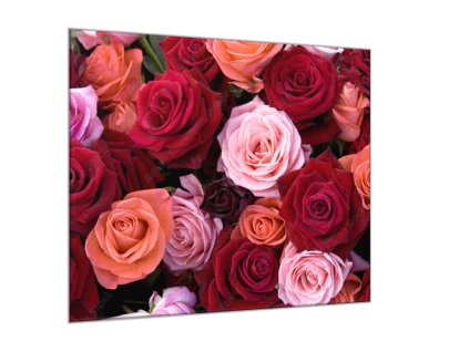 Obraz skleněný čtvercový detail květů červených a růžových růží (Rozměry-čtverec 90 x 90 cm)