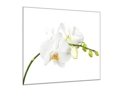 Obraz do koupelny květ bílé orchideje na stonku (Rozměry-čtverec 90 x 90 cm)
