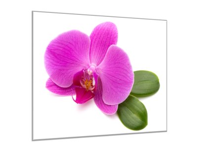 Obraz skleněný čtvercový květ fialové orchideje a list (Rozměry-čtverec 90 x 90 cm)
