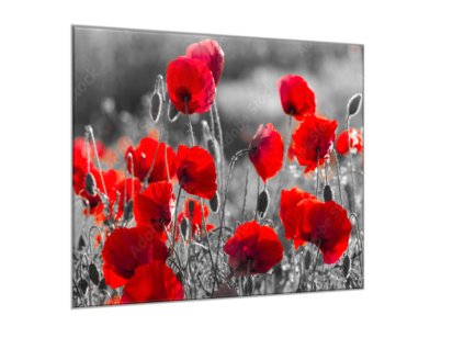 Obraz skleněný čtvercový červené květy vlčího máku na šedém (Rozměry-čtverec 90 x 90 cm)