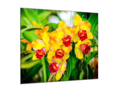 Obraz skleněný čtvercový žlutý květ orchideje v zahradě (Rozměry-čtverec 90 x 90 cm)