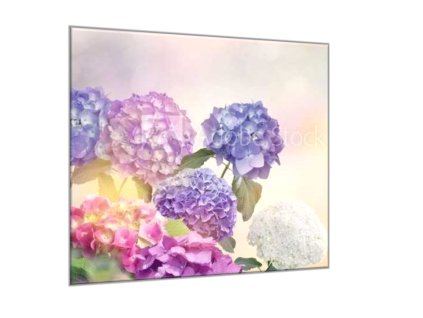 Obraz na stěnu malované květy barevné hortenzie (Rozměry-čtverec 90 x 90 cm)