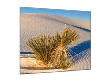 Obraz skleněný rostlina na bílé písečné duně (Rozměry-čtverec 90 x 90 cm)