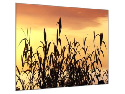 Obraz skleněný tráva v západu slunce (Rozměry-čtverec 90 x 90 cm)