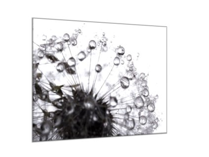 Obraz skleněný čtvercový odkvetlá černobílá pampeliška s rosou (Rozměry-čtverec 90 x 90 cm)