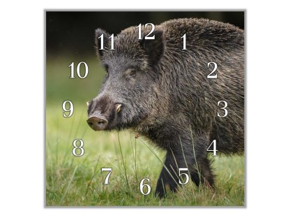 Nástěnné hodiny 30x30cm divoké prase - kňour (Materiál kalené sklo)