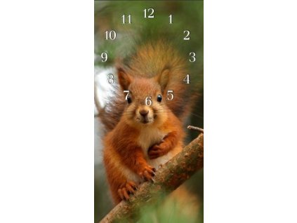 Nástěnné hodiny veverka 30x60cm (Materiál kalené sklo)