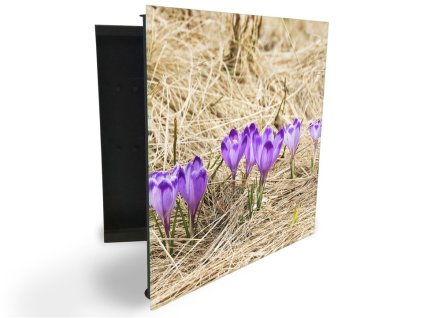 Glasdekor skříňka na klíče - květy fialové krokusy v suché trávě (Barva skříňky Černá, Otevírání Pravé)