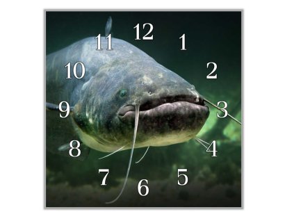 Nástěnné hodiny 30x30cm dravá ryba sumec (Materiál kalené sklo)