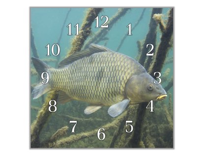 Nástěnné hodiny 30x30cm kapr šupináč (Materiál kalené sklo)
