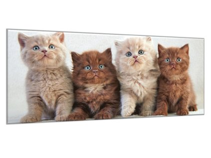 Obraz skleněný čtyři koťata (Rozměry-obdélník 90 x 120 cm)