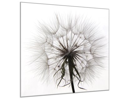 Obraz skleněný čtvercový abstrakt odkvetlá pampeliška (Rozměry-čtverec 90 x 90 cm)