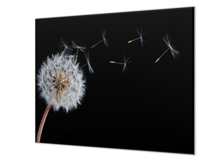 Ochranná deska odkvetlá pampeliška na stonku (Lepení na zeď Bez lepení na zeď, Rozměr 70x70 cm)