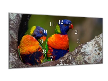 Nástěnné hodiny 30x60cm barevný papoušek pár (Materiál kalené sklo)