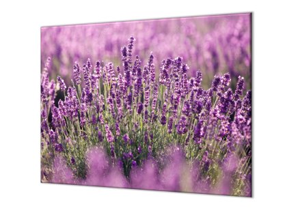 Ochranná deska pole květů levandulí (Lepení na zeď Bez lepení na zeď, Rozměr 70x70 cm)