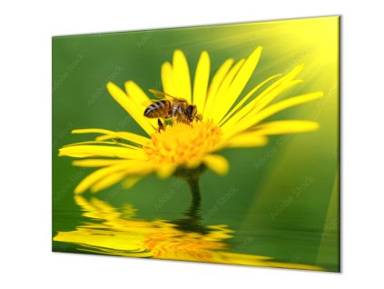 Ochranná deska včela na žluté kopretině (Lepení na zeď S lepením na zeď, Rozměr 70x70 cm)