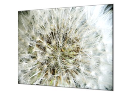 Ochranná deska odkvetla pampeliška (Lepení na zeď S lepením na zeď, Rozměr 70x70 cm)