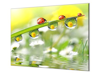 Ochranná deska tráva s rosou a beruškami (Lepení na zeď S lepením na zeď, Rozměr 70x70 cm)