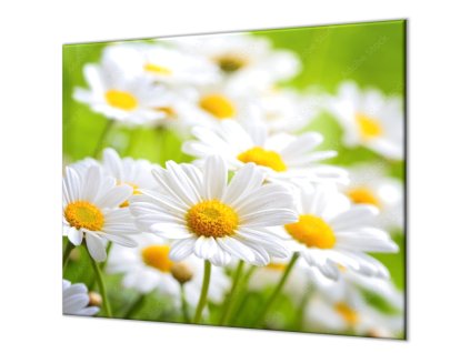 Ochranná deska kopretiny na zeleném (Lepení na zeď S lepením na zeď, Rozměr 70x70 cm)