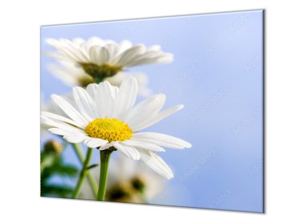 Ochranná deska květy kopretiny na modrém (Lepení na zeď S lepením na zeď, Rozměr 70x70 cm)