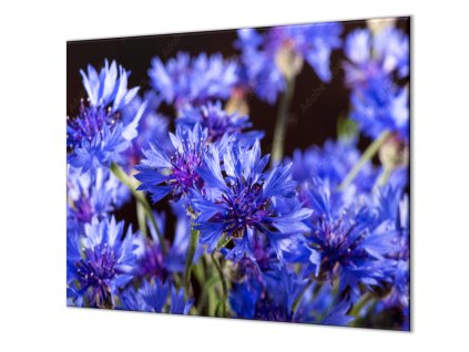 Ochranná deska chrpy na tmavém podkladu (Lepení na zeď S lepením na zeď, Rozměr 70x70 cm)