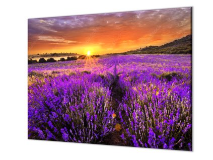Ochranná deska levandulové pole v západu slunce (Lepení na zeď S lepením na zeď, Rozměr 70x70 cm)