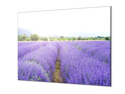 Ochranná deska levandule ve svitu slunce (Lepení na zeď S lepením na zeď, Rozměr 70x70 cm)