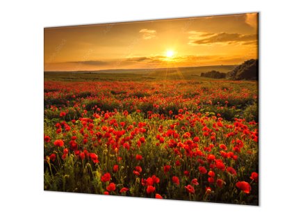 Ochranná deska pole vlčích máků a západ slunce (Lepení na zeď S lepením na zeď, Rozměr 65x90 cm)