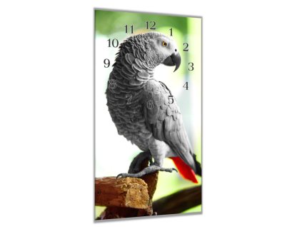 Nástěnné hodiny 30x60cm načepýřený papoušek žako (Materiál kalené sklo)