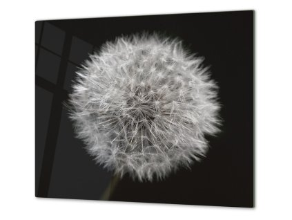 Ochranná deska odkvetlá pampeliška (Lepení na zeď S lepením na zeď, Rozměr 70x70 cm)