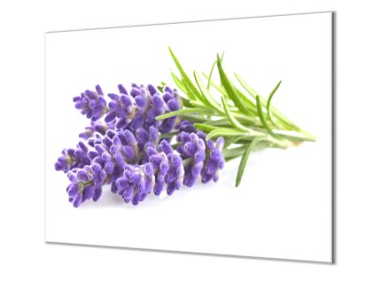 Ochranná deska květ levandule na bílém podkladu (Lepení na zeď S lepením na zeď, Rozměr 70x70 cm)