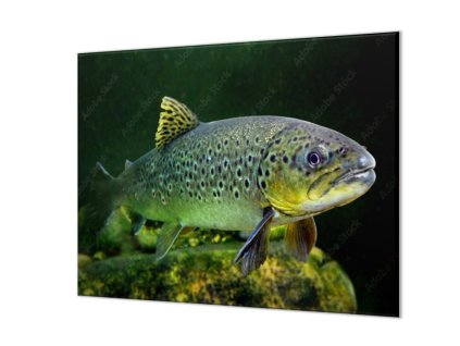 Ochranná deska ryba pstruh pod hladinou (Lepení na zeď S lepením na zeď, Rozměr 70x70 cm)