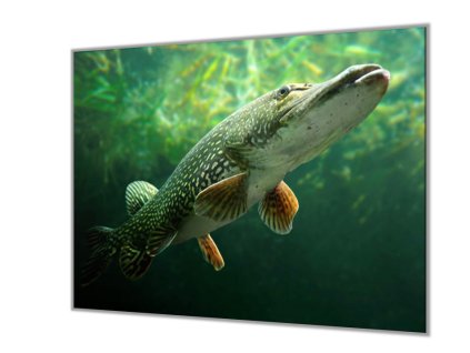 Ochranná deska ze skla ryba štika (Lepení na zeď S lepením na zeď, Rozměr 70x70 cm)