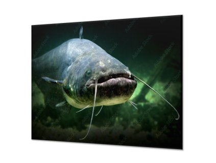 Ochranná deska sumec dravá ryba (Lepení na zeď S lepením na zeď, Rozměr 70x70 cm)