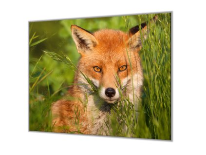 Ochranná deska liška v trávě (Lepení na zeď S lepením na zeď, Rozměr 70x70 cm)