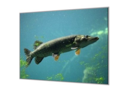 Ochranná deska s motivem štika ve vodě (Lepení na zeď S lepením na zeď, Rozměr 70x70 cm)