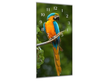 Nástěnné hodiny 30x60cm mladý papoušek ara (Materiál kalené sklo)