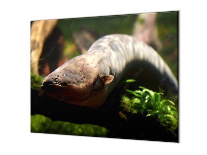 Ochranná deska ryba elektrický úhoř (Lepení na zeď S lepením na zeď, Rozměr 70x70 cm)