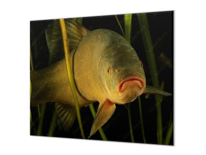 Ochranná deska lín kaprovitá ryba (Lepení na zeď S lepením na zeď, Rozměr 70x70 cm)