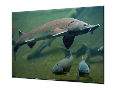 Ochranná deska ryba jeseter ve vodě (Lepení na zeď S lepením na zeď, Rozměr 70x70 cm)