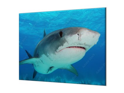 Ochranná deska dravá ryba žralok v moři (Lepení na zeď S lepením na zeď, Rozměr 70x70 cm)