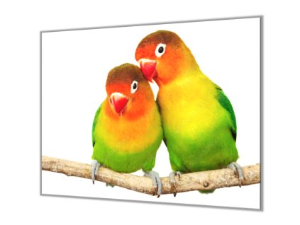 Ochranná deska papoušek agapornis para (Lepení na zeď S lepením na zeď, Rozměr 70x70 cm)