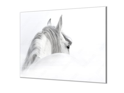 Ochranná deska silueta andaluského koně (Lepení na zeď S lepením na zeď, Rozměr 70x70 cm)