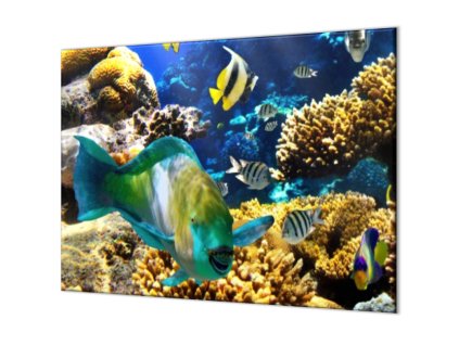 Ochranná deska mořský svět, korály, ryba (Lepení na zeď S lepením na zeď, Rozměr 70x70 cm)