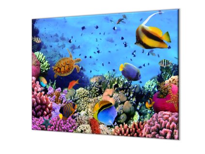 Ochranná deska mořský svět rybky, sasanka (Lepení na zeď S lepením na zeď, Rozměr 70x70 cm)