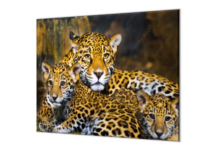 Ochranná deska šelma  jaguár s mláďaty (Lepení na zeď S lepením na zeď, Rozměr 70x70 cm)