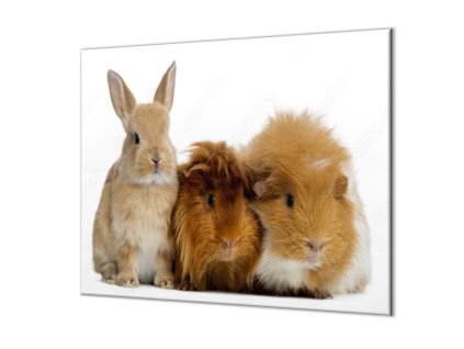 Ochranná deska králík a morčata (Lepení na zeď S lepením na zeď, Rozměr 70x70 cm)