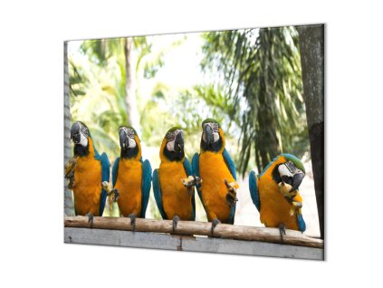 Ochranná deska papoušek ara ararauna s banánem (Lepení na zeď S lepením na zeď, Rozměr 70x70 cm)